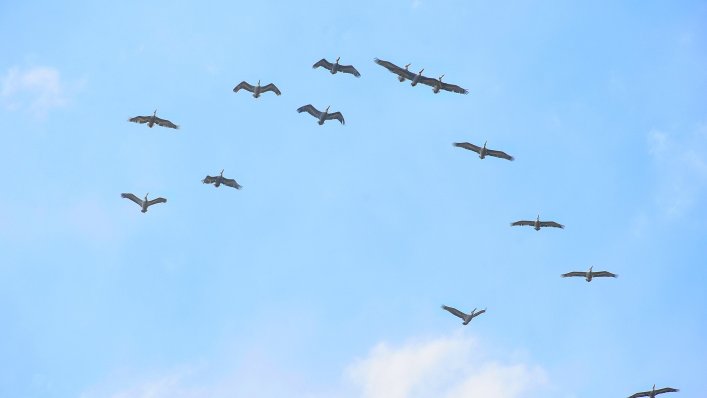 Lotnisko w Gdańsku testuje system do odstraszania ptaków